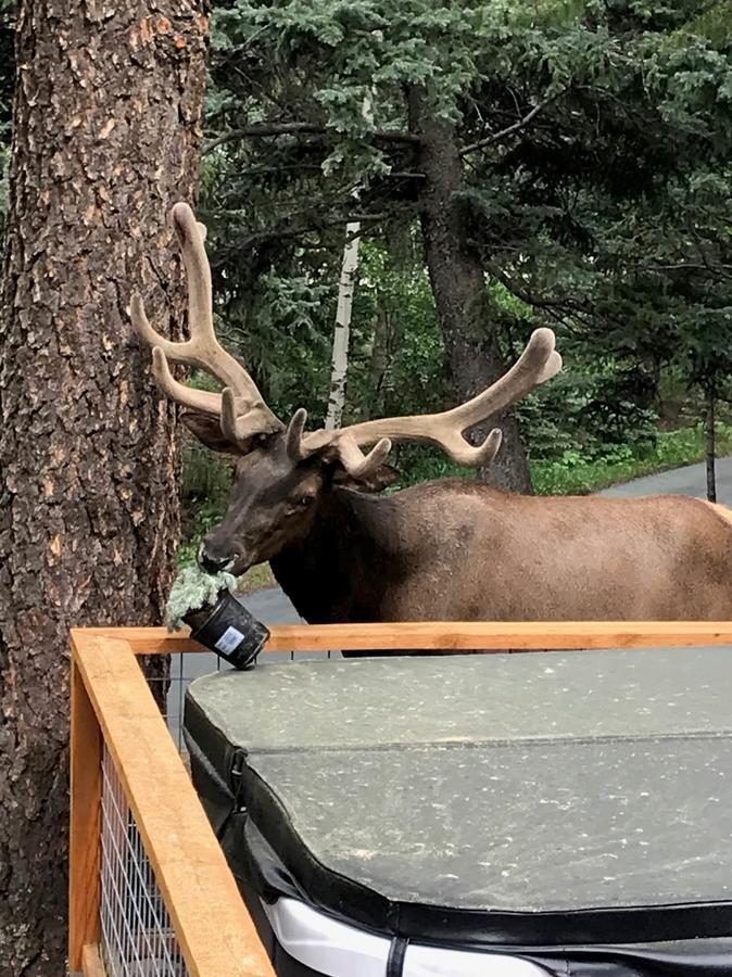 Elk Run Bed And Breakfastエバーグリーン エクステリア 写真